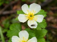 Fliegen auf weißen Trollblumen - Kananaskis Valley